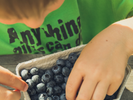 Young child in a green t-shirt sifting through freshly picked blueberries.